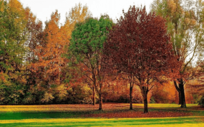 Die positiven Effekte von Naturgeräusche