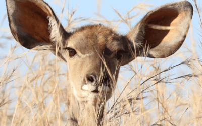 Welttag des Hörens 2022